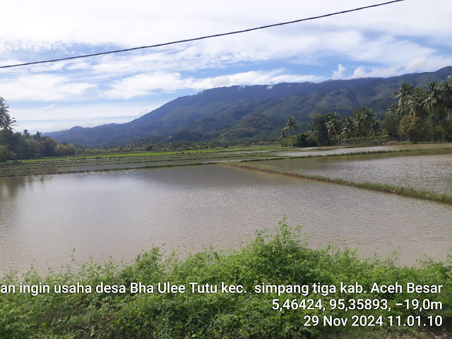 Kondisi sawah di Kecamatan Simpang Tiga, Aceh Besar, yang terendam banjir hingga menyerupai lautan. Bencana ini mengakibatkan ratusan hektar padi gagal panen dan petani terpaksa mencari benih baru.