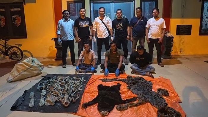 Dalam sebuah operasi mengejutkan, tiga perangkat desa Aceh Timur ditangkap polisi saat terlibat dalam praktik ilegal perdagangan kulit harimau. Momen ini mengguncang masyarakat, menunjukkan betapa jauh melesetnya moralitas di kalangan mereka yang seharusnya melindungi lingkungan. Gambar ini menyoroti ketidakadilan dan pelanggaran yang sangat meresahkan, mengingatkan kita akan pentingnya menjaga satwa langka dari ancaman perdagangan ilegal.