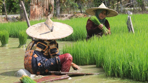 Ketahanan pangan di Aceh menjadi harapan baru dalam menghadapi kemiskinan, dengan petani yang gigih berjuang di ladang mereka sebagai simbol perlawanan terhadap keterpurukan.