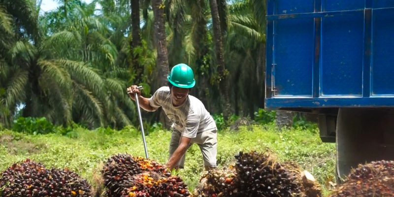 Seorang petani kelapa sawit di Kabupaten Aceh Singkil tengah mengangkut tandan buah segar (TBS) ke atas kendaraan untuk dijual ke pengepul. Penurunan harga TBS menjelang pergantian tahun baru 2025 menimbulkan kekhawatiran di kalangan petani, yang sebagian besar menggantungkan hidup pada komoditas unggulan ini.