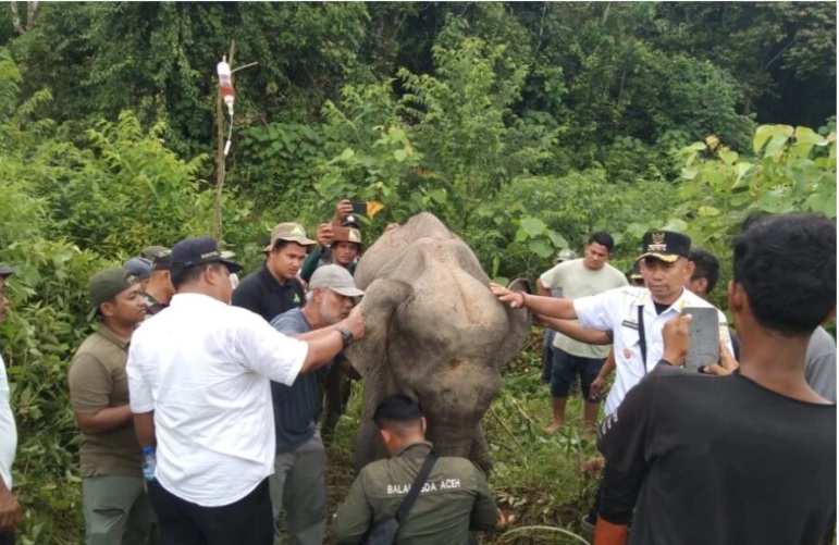 Foto tim penyelamat dari BKSDA dan dokter satwa liar sedang memberikan pengobatan atau pemeriksaan kepada gajah betina yang sakit