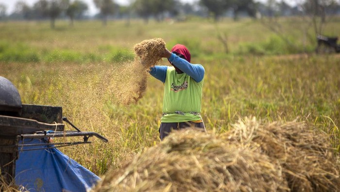 Dalam gambar ini, seorang petani sedang bekerja di ladang, memanen gabah dengan penuh semangat. Dengan harga beli gabah yang ditetapkan pemerintah sebesar Rp 6.500/kg, harapan baru muncul bagi para petani untuk meningkatkan pendapatan mereka.